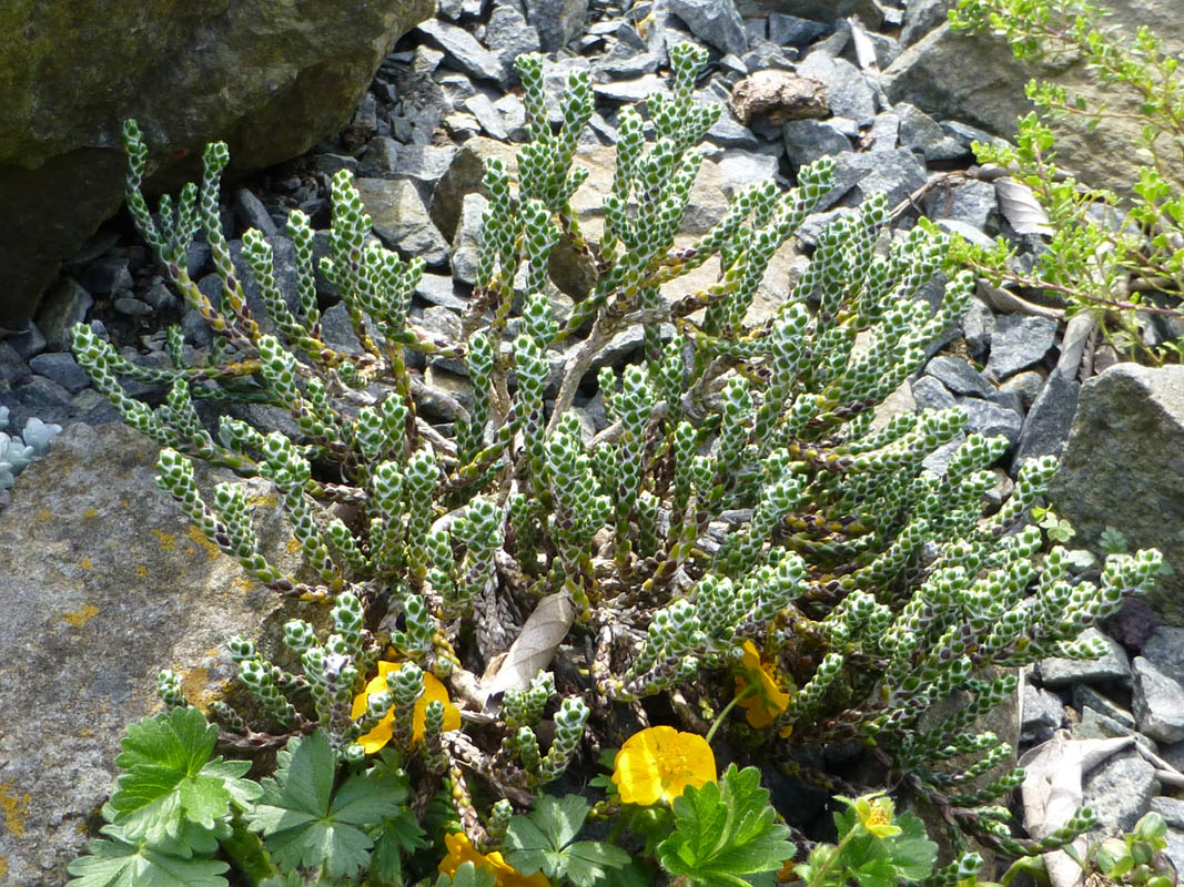 Ozothamnus selago var tumidum photo
